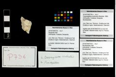 Foto (Objekt + Etikett) von Munidopsidae indet.  (NHMW-GEO-2014-0194-0736b)